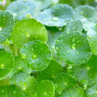 Centella Asiatica