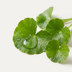 Ingrediente centella