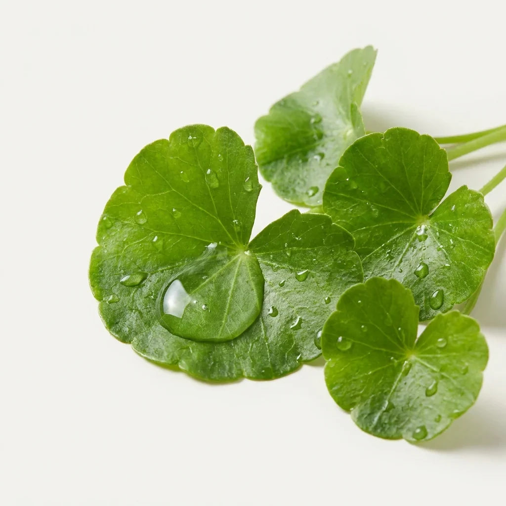 Ingrediente centella